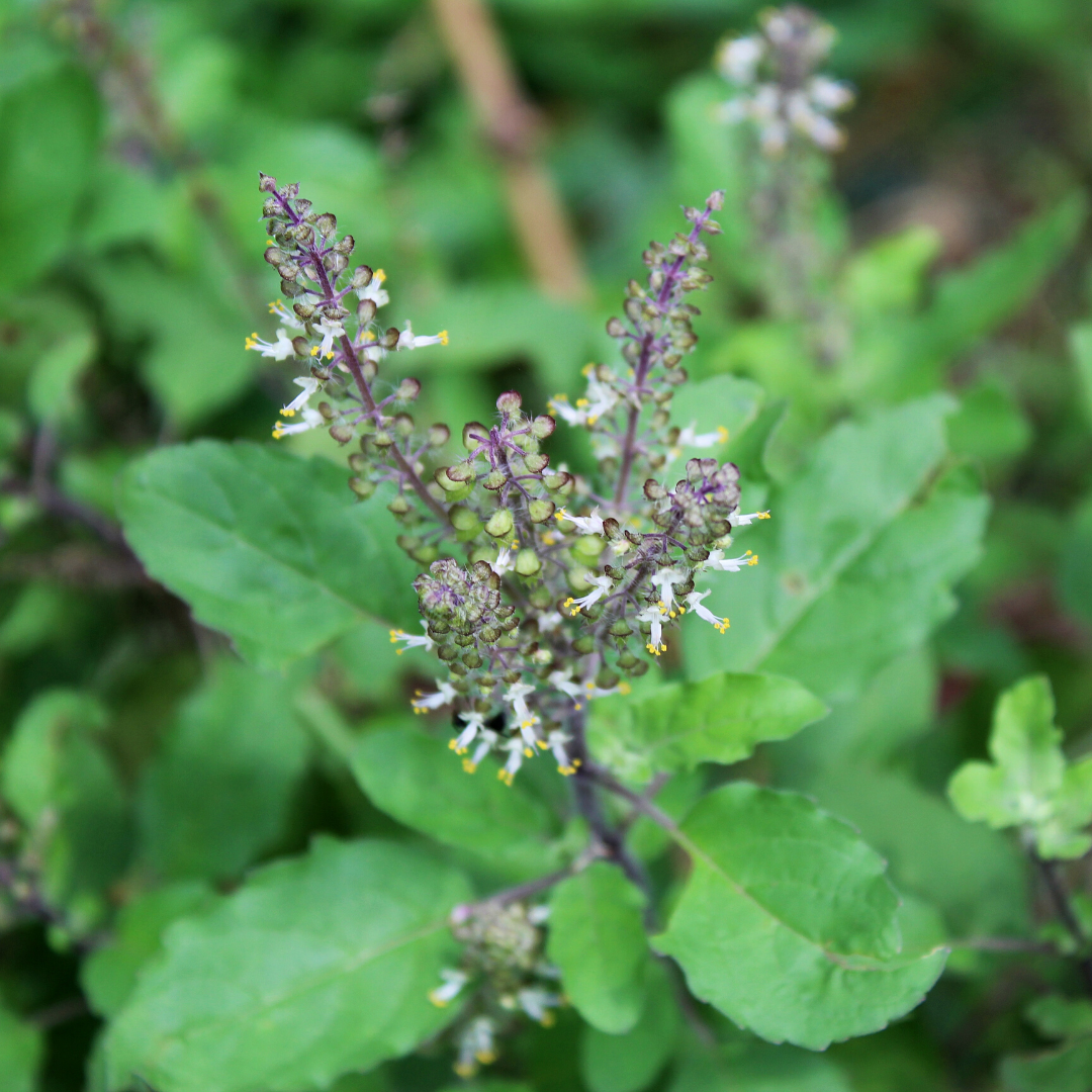 Breathe Easier With Tulsi. - Magic Hour