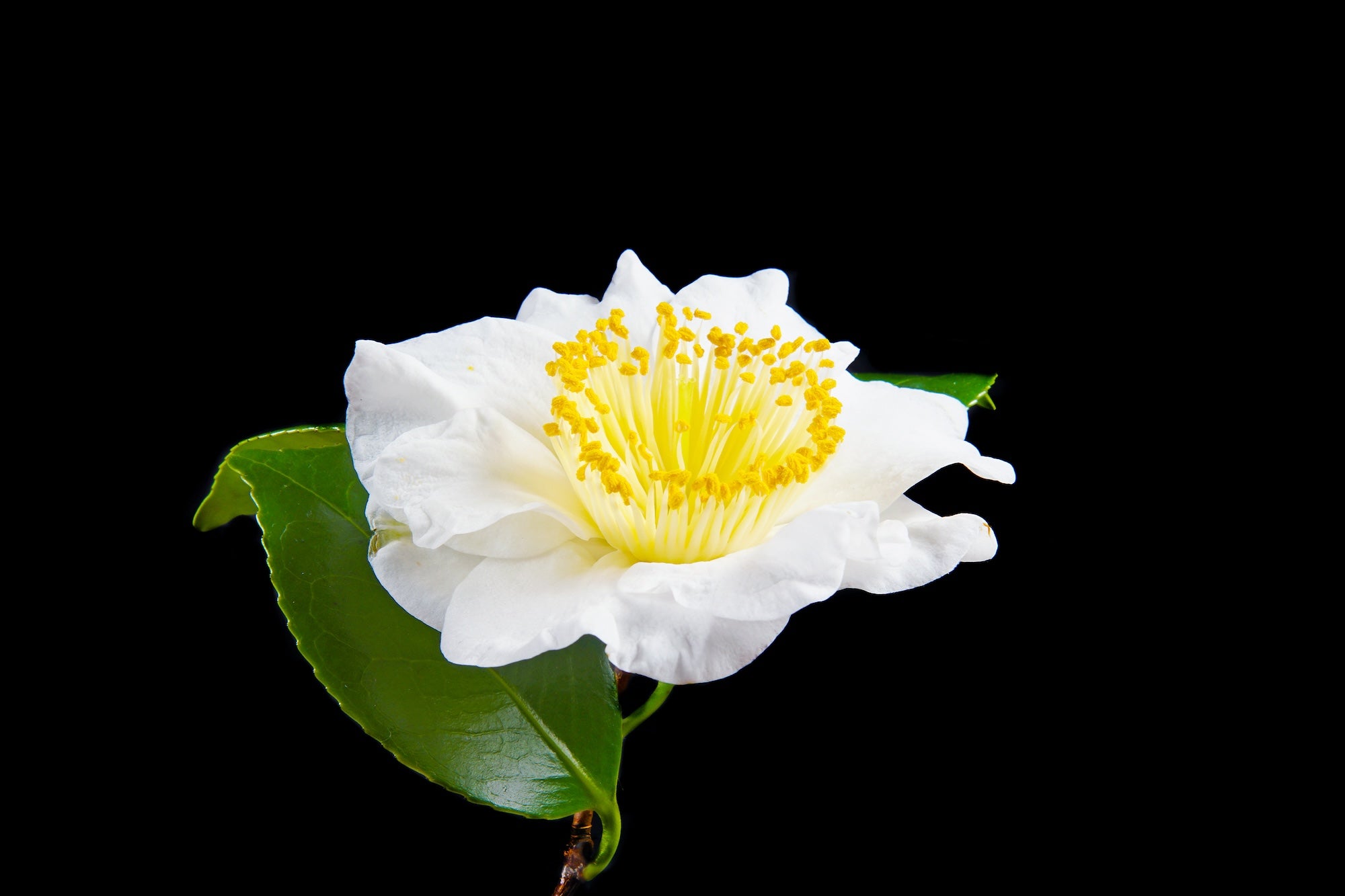 The Compounds of Tea: A Health Miracle