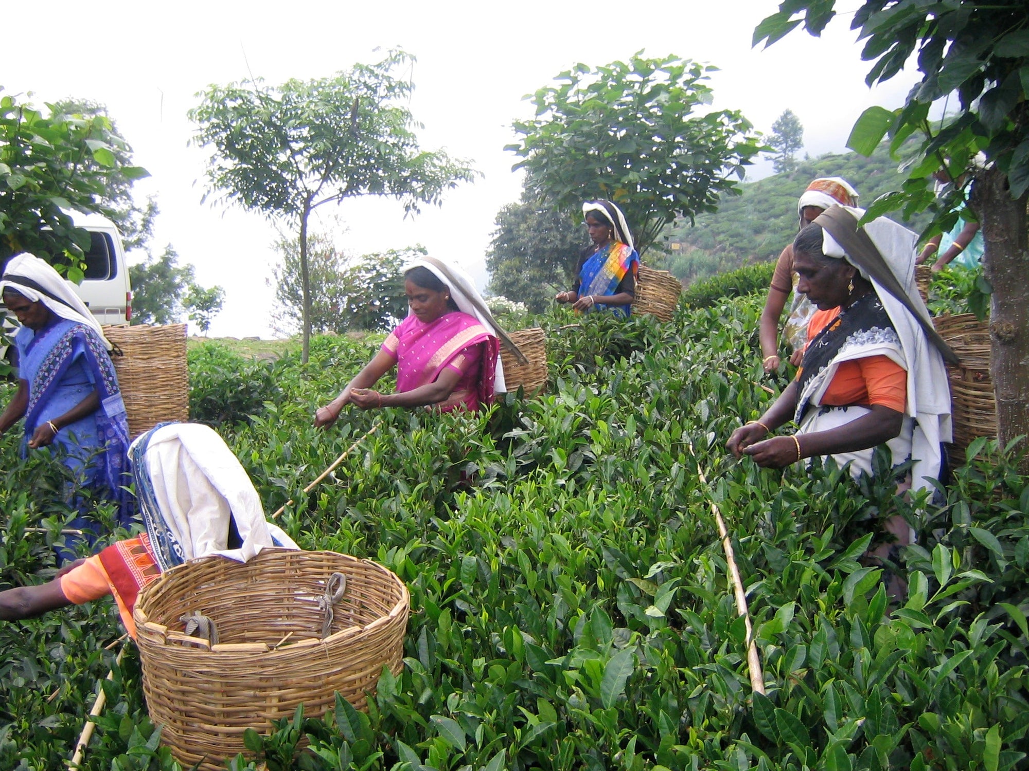 The Brilliance of Biodynamic - Magic Hour