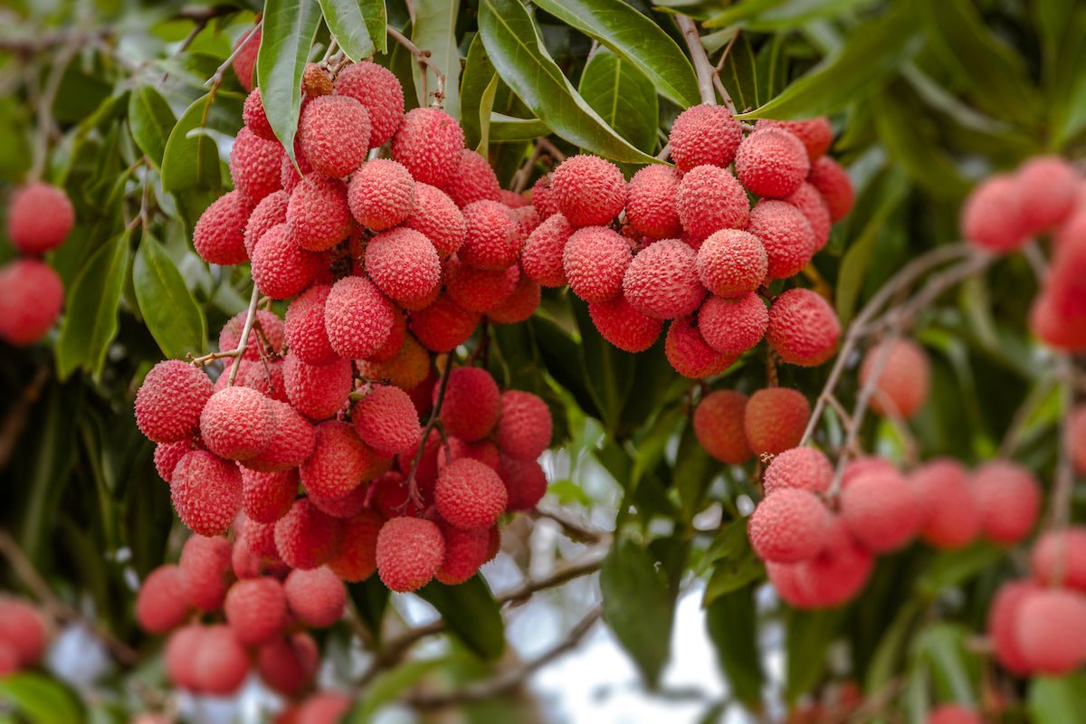 How To Make Lychee Oolong Tea - Magic Hour