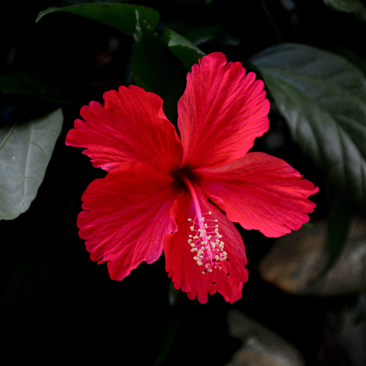 Heart Healthy Hibiscus Blends