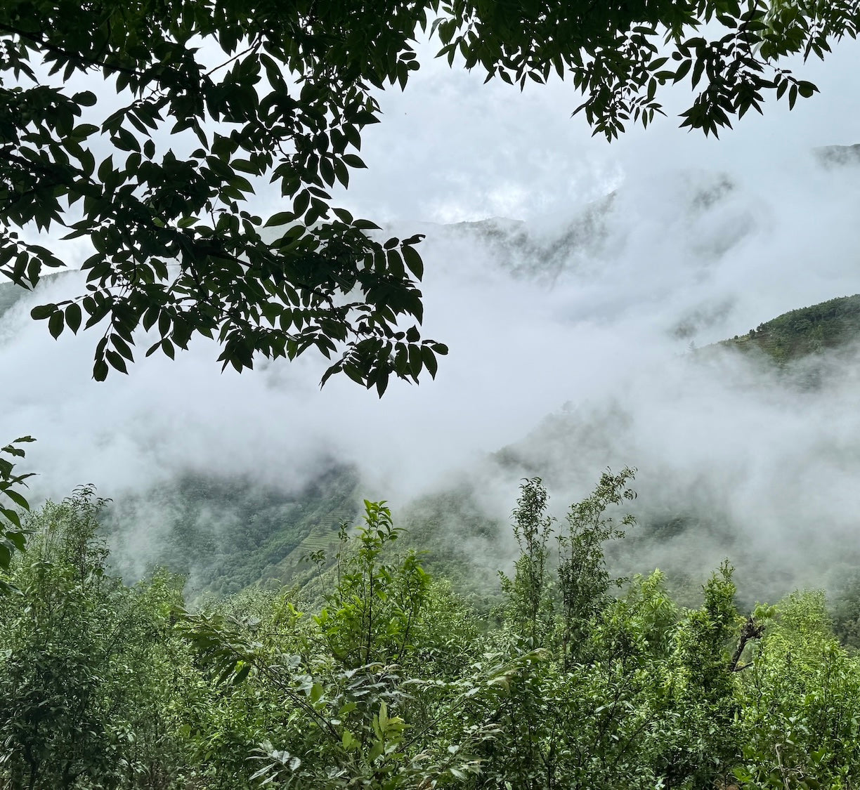 Mist drifts over lush green peaks, with ancient tea trees and leafy branches framing the scene, evoking the storied origins of Yunnan Ancient Tree Black Tea.