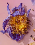 A close-up of Blue Lotus Flowers shows their curled purple and yellow petals and tangled stamens, evoking the calming effects sought in ceremonial tea, set against a light pink background with small debris nearby.