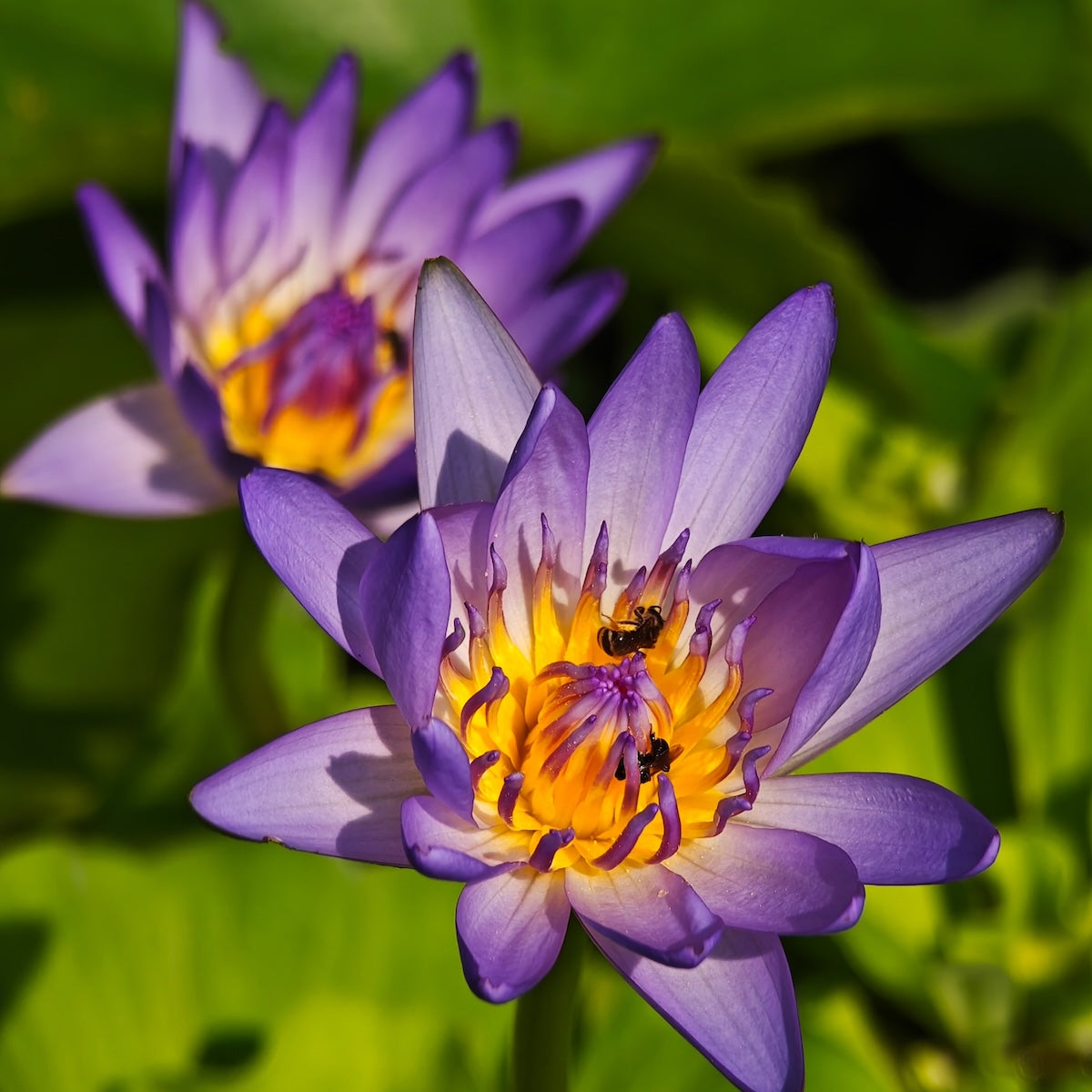 A close-up of two Blue Lotus Flowers with yellow centers—one sharp, one blurred—with small insects inside the front bloom and vivid green leaves behind, reflecting the calming qualities associated with Blue Lotus Flowers.