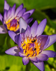 A close-up of two Blue Lotus Flowers with yellow centers—one sharp, one blurred—with small insects inside the front bloom and vivid green leaves behind, reflecting the calming qualities associated with Blue Lotus Flowers.