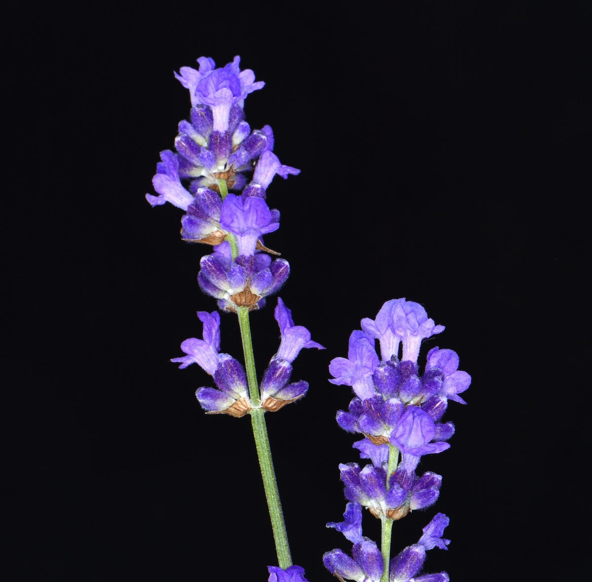 Close-up of two stems of vibrant purple lavender flowers against a solid black background. The flowers are in full bloom, showcasing their intricate petals and textured blossoms. The green stems provide a stark contrast to the dark backdrop.
