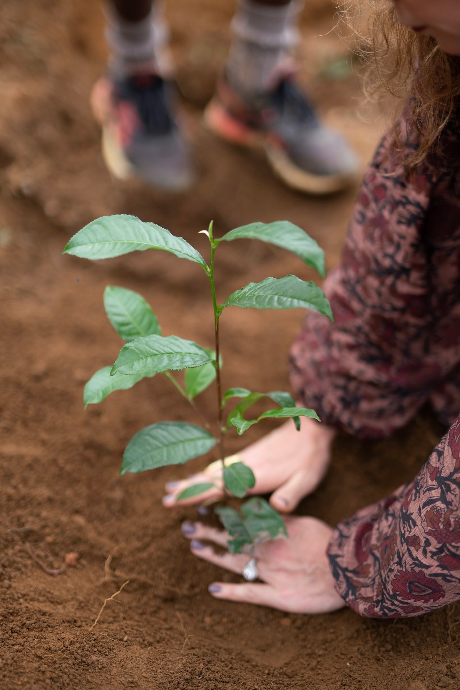 A person wearing a patterned long-sleeve shirt plants a young green sapling into the soil. The person's hands gently hold the base of the plant, and the rich brown earth is visible. Another pair of feet wearing sneakers is visible in the background.
