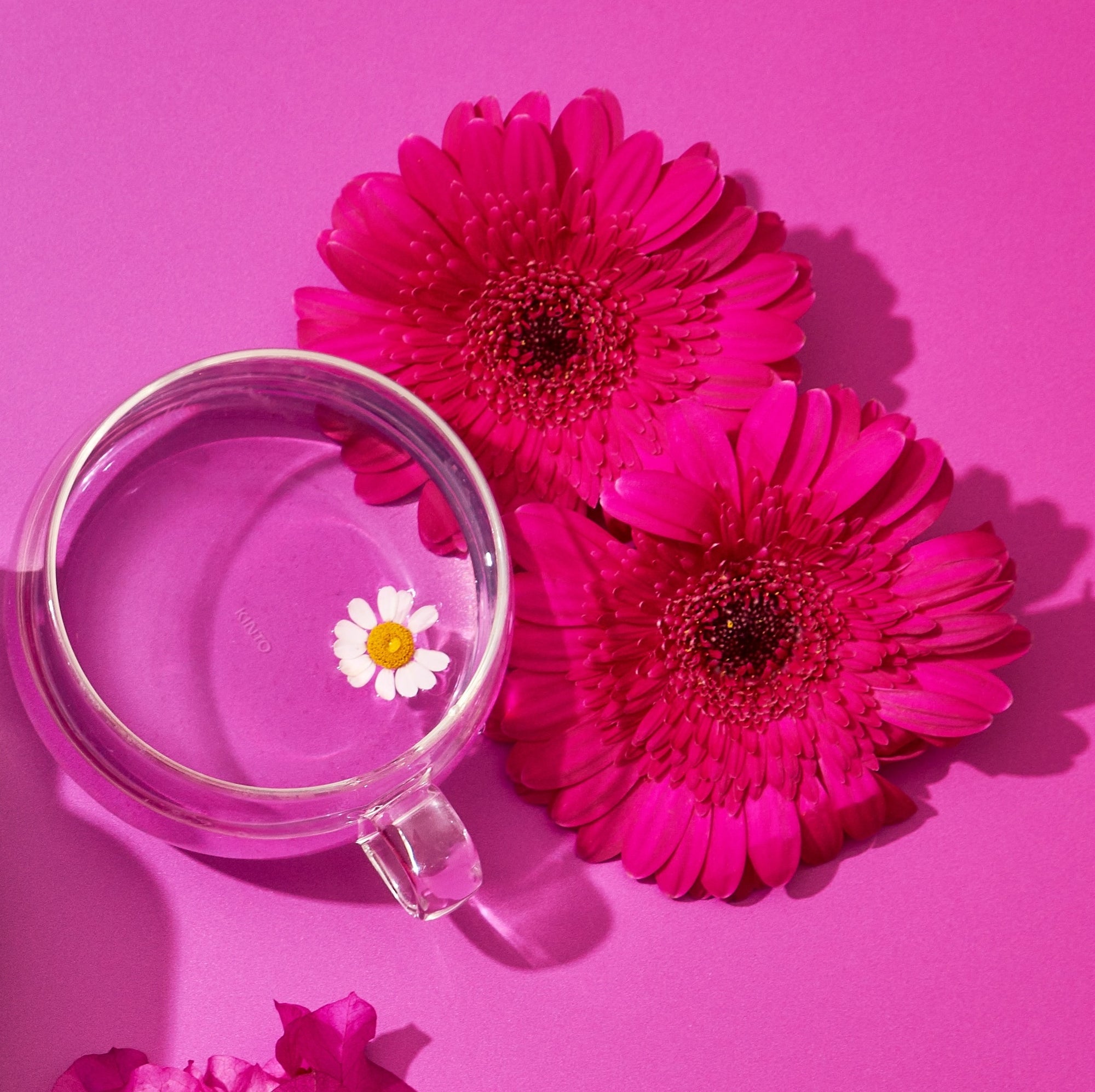 A glass teacup from the "Hot Girl Summer Tea Box (Put it on ICE!)" showcases a small daisy floating in water, set against a vibrant pink backdrop. Nearby, two large fuchsia flowers add to the bright and cheerful composition. Fully embrace this summer tea experience with small pink petals scattered around to complete the scene.
