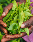 Close-up of hands holding a bunch of freshly picked Darjeeling tea leaves. The bright green leaves glimmer in the foreground, with more lush foliage in the background. The person's shirt, adorned with pink stripes, adds a charming touch. This scene captures the essence of Magic Hour's April 2024 Harvest - Grand Cru First Flush Goomtee Estate Darjeeling FTGFOP1.
