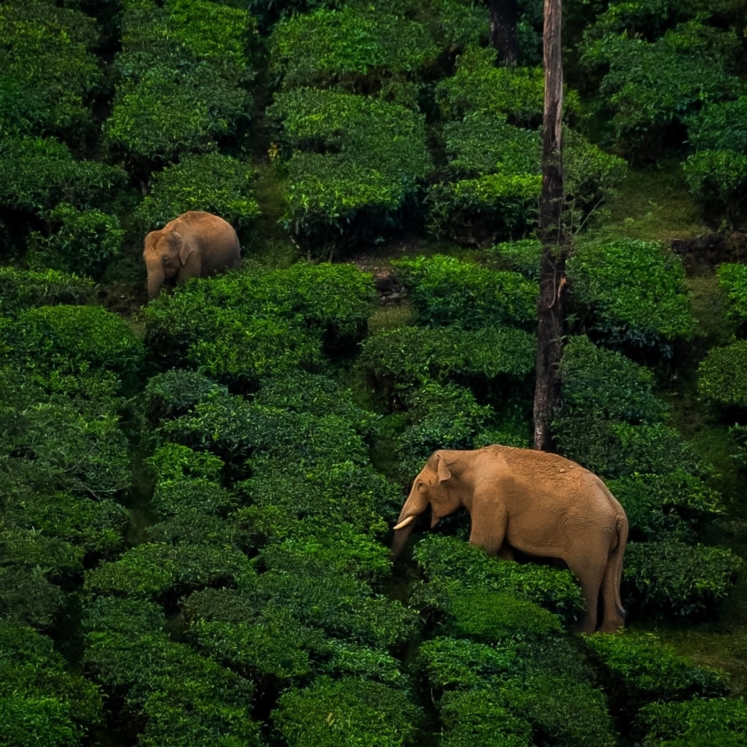 Two elephants roam lush tea bushes on an Anamallai Hillside, surrounded by dense greenery and tall trees, where Organic Iyerpadi Estate Black Tea is cultivated.