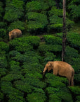Two elephants roam lush tea bushes on an Anamallai Hillside, surrounded by dense greenery and tall trees, where Organic Iyerpadi Estate Black Tea is cultivated.