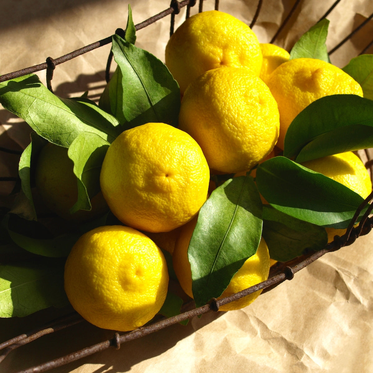 A rustic wire basket filled with bright yellow lemons with green leaves, placed on a crumpled brown paper surface. Sunlight highlights the vibrant colors of the citrus fruits and casts gentle shadows on the paper.