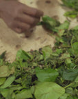 Biodynamic Handmade Blue Nettle Tea