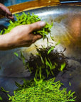 Hands tossing fresh green tea leaves in a large, shallow metal wok, capturing the artisanal process of crafting Organic Dragonwell Longjing Green Tea- ARCHIVE. The rustic, textured surroundings evoke the traditional charm that is reminiscent of Zhejiang China’s rich heritage in producing this exquisite tea.