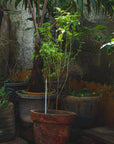 A small garden features a variety of potted plants with lush green foliage, perfect for enjoying a cup of Bliss: Sacred Tulsi Adaptogen Tea by Magic Hour. One tall plant in the center stands out among the others, which are placed in various containers against an aged concrete wall. The area appears shaded and serene.