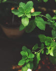 A close-up of bright green basil leaves on a plant, with a blurred garden background. The leaves are fresh and well-defined, much like the vibrant ingredients in Bliss: Sacred Tulsi Adaptogen Tea by Magic Hour, indicating a healthy plant.