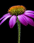 Close-up of a vibrant purple coneflower (Echinacea) with a green stem against a black background. The petals are long and slender, radiating around a central orange and green cone. The details of the flower's texture and colors are clearly visible, reminiscent of the essence captured in Magic Hour's Symbeeosis: Beautifying Immunitea for the Queen Bee.