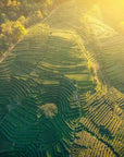 An aerial view captures a lush, green terraced hillside in Zhejiang, China, bathed in golden sunlight. The terraces create intricate patterns dedicated to cultivating Organic Dragonwell Longjing Green Tea- ARCHIVE, framed by trees at the edges. The warm glow of the sun accentuates the vibrant greenery of the landscape.