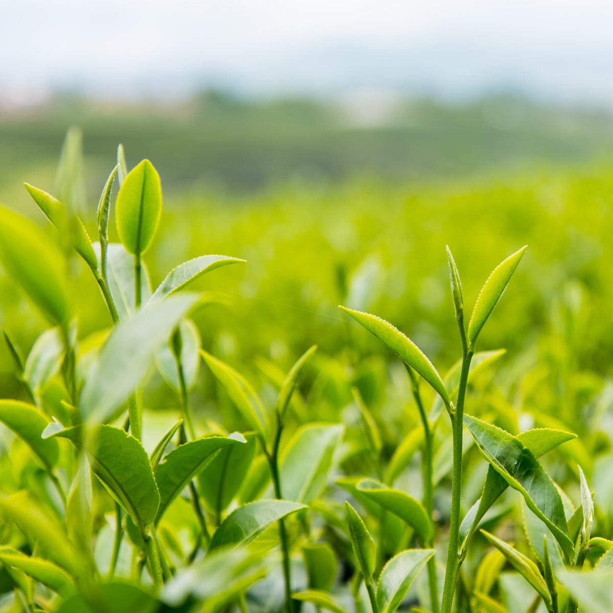 A close-up showcases the lush green tea leaves thriving in a field beneath a cloudy sky, setting the perfect scene for "The Mysteries of Green Tea: Magic Hour Tea School Retreat." The vibrant leaves display an array of sizes, some charmingly curled while others are unfurled, against a gently blurred backdrop of additional greenery.