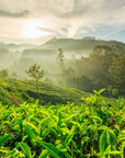 Sunrise over a lush, green tea plantation with rows of organic tea bushes in the foreground. Mist rises from the valley below, partially veiling the distant hills and trees. The sky is partly clouded, with the sun casting a golden glow across the landscape during this Magic Hour: Renewal: Peach-Goji-Rose Oolong Tea Traveler.