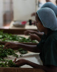 Biodynamic Handmade Blue Nettle Tea-50g Pouch (16 cups)-Magic Hour