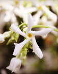 Close-up view of a white jasmine flower with five petals, showcasing its delicate and star-like shape. The background is softly blurred, highlighting the flower's intricate details and central yellow stamen, reminiscent of the purity found in Magic Hour Dragon Phoenix Jasmine Pearls blends.