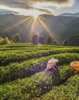Two farmers wearing traditional conical hats work in lush, green tea fields at sunrise, harvesting Ti Quan Yin Oolong: Tea of Patient Compassion. The sun's rays create a radiant burst over the misty, rolling hills in the background. The scene is tranquil and picturesque, perfectly capturing the beauty and wellness benefits of Magic Hour's rural agriculture.