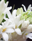 Close-up of a blooming tuberose flower cluster with white, tubular petals and some buds still in early stages of opening. The background is dark, contrasting with the bright, delicate flowers—a scene reminiscent of sipping Magic Hour Jasmine Moon White Tea of Reverence amid nature's beauty.