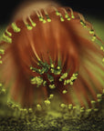 Close-up of a vibrant red-orange flower stamen surrounded by tiny, yellow pollen grains. The petals form a circular pattern around the stamen, creating a visually striking contrast against a blurry, green background. This natural beauty evokes the calming essence of Magic Hour Artisanal Magic Hour Matcha Whisk.