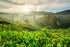 4 Things you NEED to know about Oolong Tea - Magic Hour