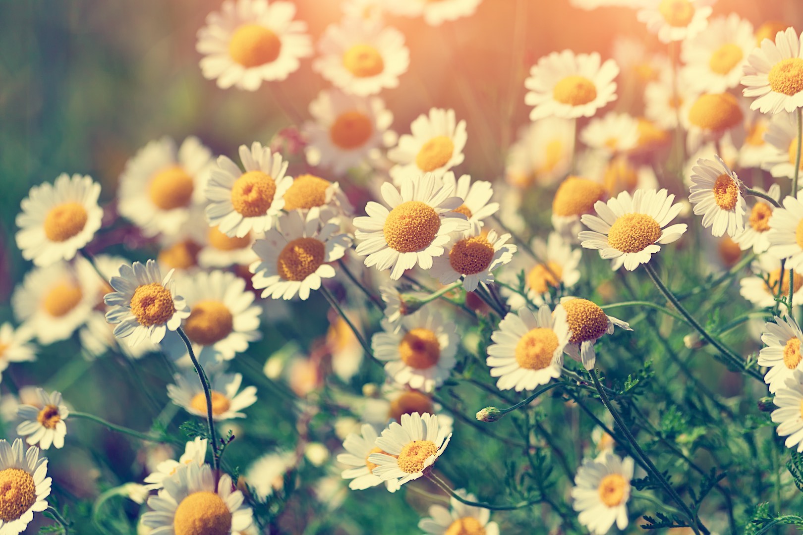 8 Beauteaful Benefits of Chamomile - Magic Hour