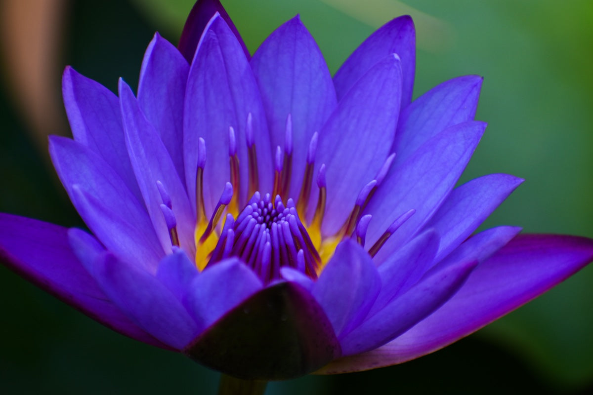 The Sacred Blue Lotus: Ancient Wisdom for Modern Wellness