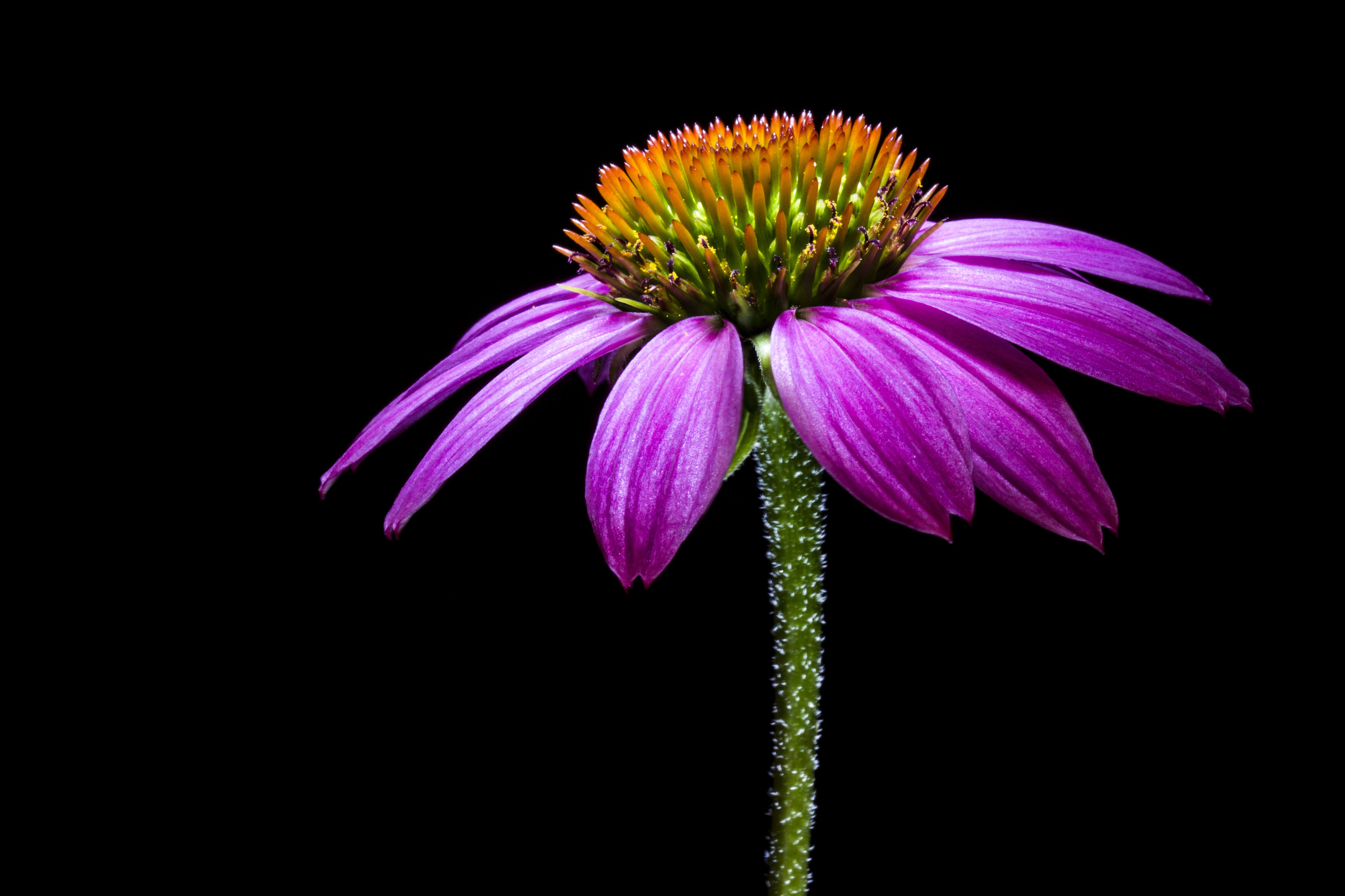 Encanted Echinacea : The Actual Healing Efficacy - Magic Hour