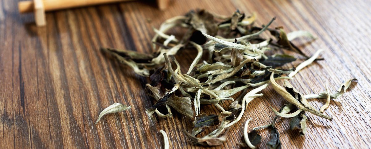 From Field to Cup: The Beauty and Benefits of White Tea - Magic Hour