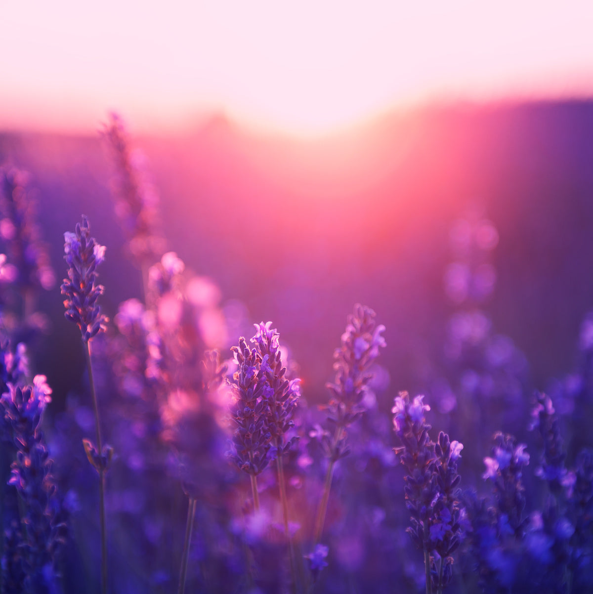 A wooden spoon filled with dried lavender flowers, showcasing a mix of purple and green hues, rests on a light-colored surface. Loose lavender buds are scattered around the spoon, creating a natural, rustic feel.