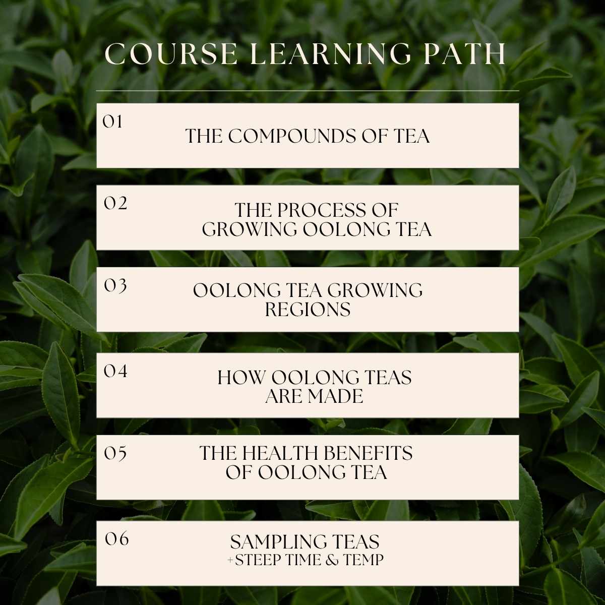 All About Oolong: A Digital Coursebook outlines six topics—tea compounds, growing oolong, oolong regions, production, health benefits, and sampling tips—displayed on cream boxes atop green leaves for aspiring tea connoisseurs.