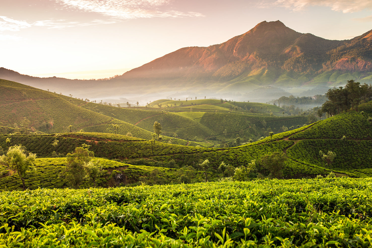 A picturesque landscape of rolling green tea plantations at dawn, with a misty atmosphere and a towering mountain in the background. The scene is bathed in the soft golden light of sunrise, accentuating the lushness of the fields.
