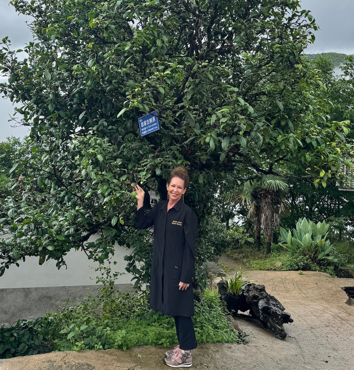 A woman in a black coat and pink sneakers smiles as she points to a blue sign on an ancient tea tree, one of the sources for Yunnan Ancient Tree Black Tea. She stands outdoors among greenery, rocks, and under an overcast sky.