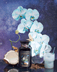 A dark jar labeled "Butterfly Blue Coconut Cream Iced White Tea" sits beside a halved coconut, a glass of milk with a straw, and blue pea flower orchids against a starry galaxy background. Small butterflies rest on the flowers.