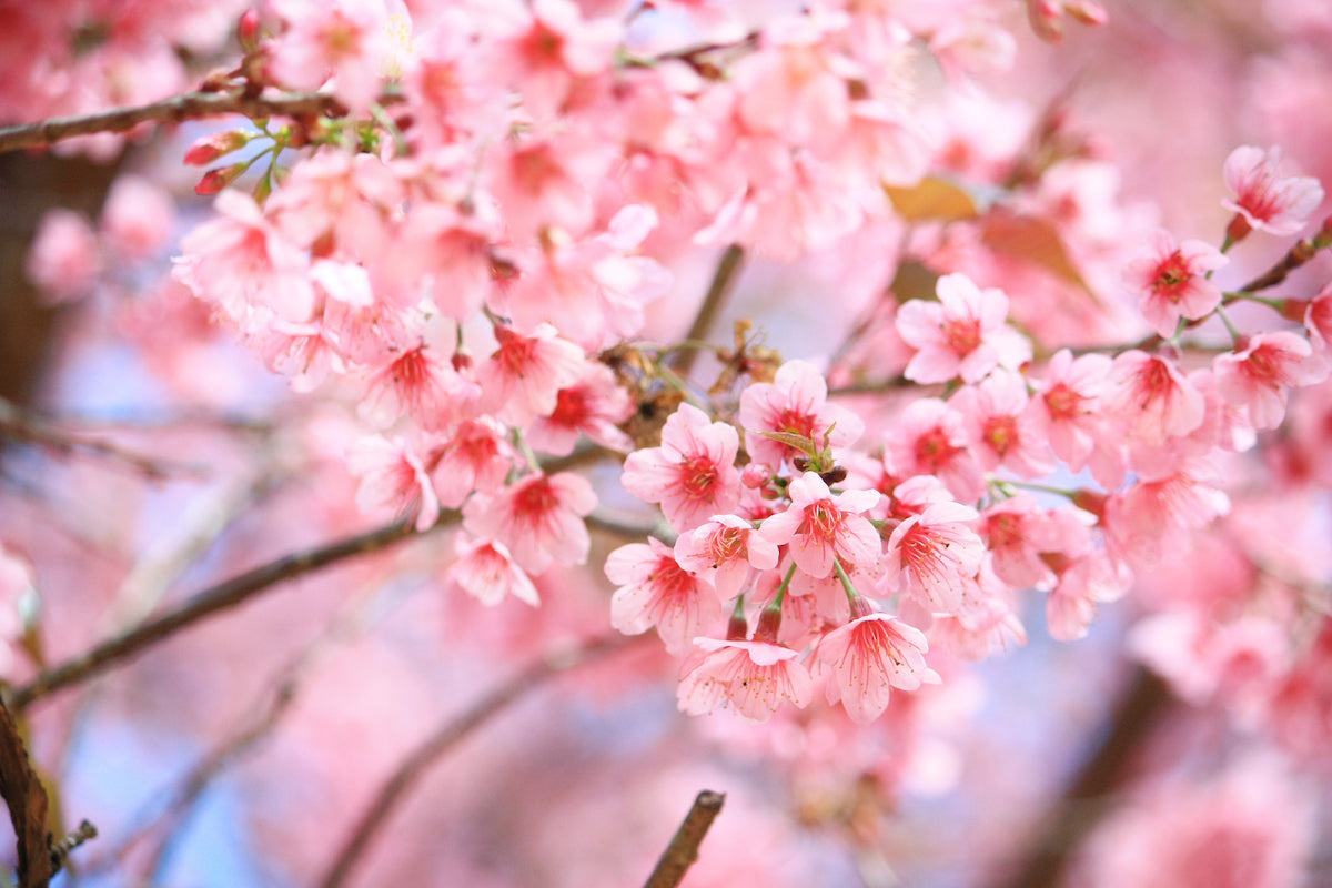 Close-up of a cherry blossom tree in full bloom. The image showcases clusters of delicate pink flowers with soft petals and prominent stamens, with blurred background branches and sky, emphasizing vibrant details in the foreground.
