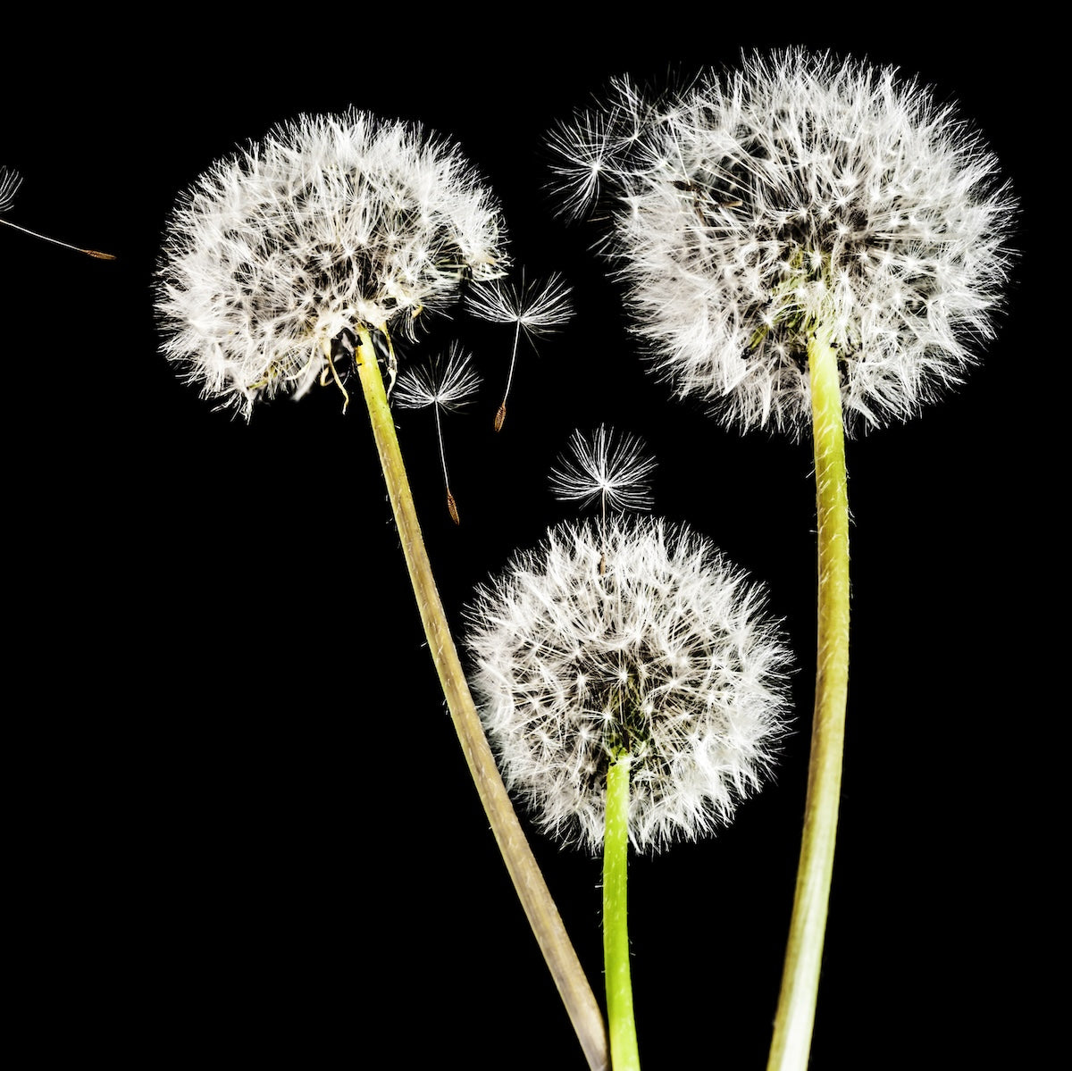 Three dandelions in seed form with fluffy white heads against a black background. Some seeds are drifting away, giving a sense of gentle movement and dispersal. The green stems contrast with the dark backdrop, highlighting the delicate structure of the dandelion seeds.