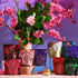 A display of colorful tea packages from the Magic Hour's Gemstone Sampler Tea Set is arranged in front of a vibrant purple backdrop, adorned with green leaves and pink blossoms. The packages feature various geometric designs, and there is a gold tea infuser placed among the bags of adaptogens and gemstone teas.
