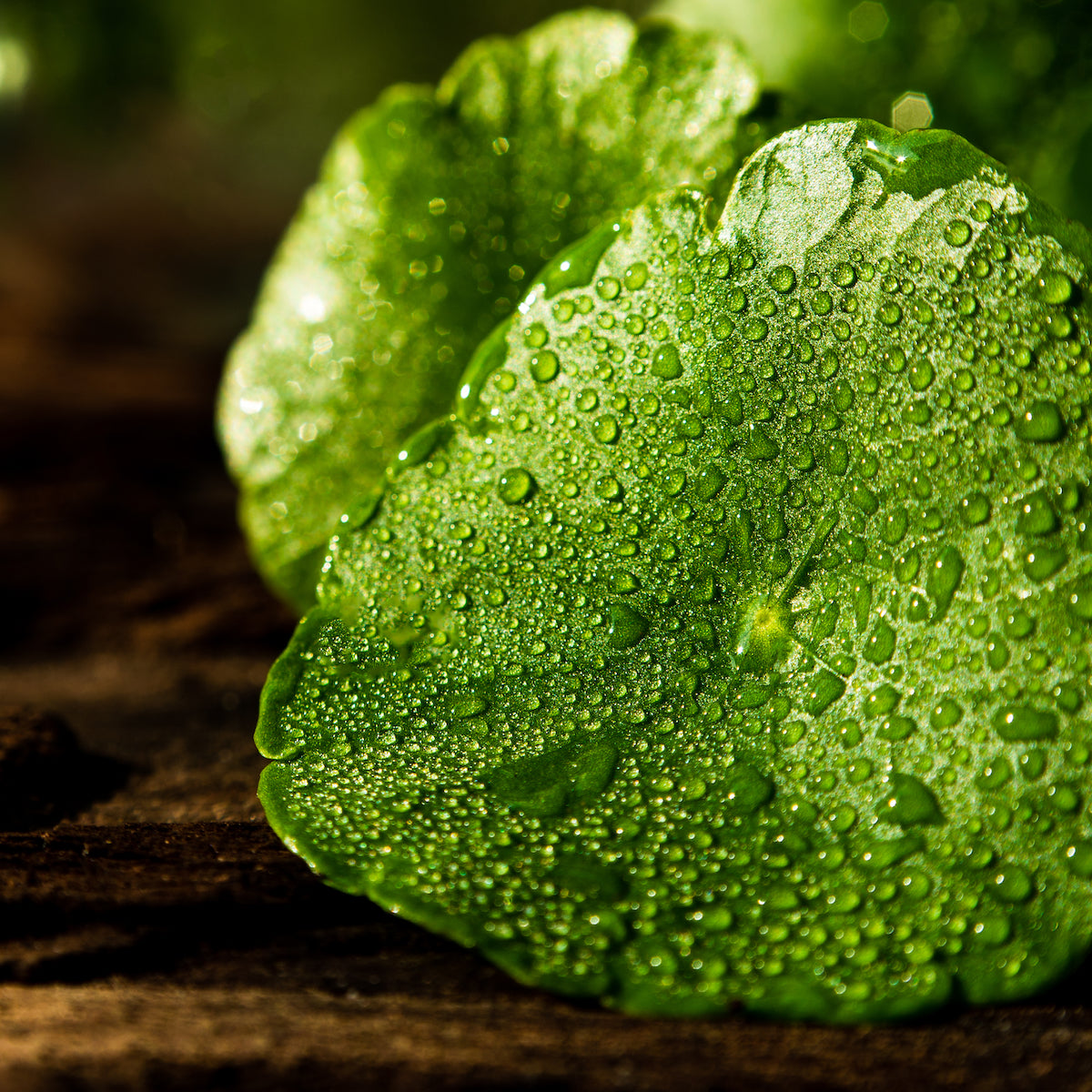 Gotu Kola