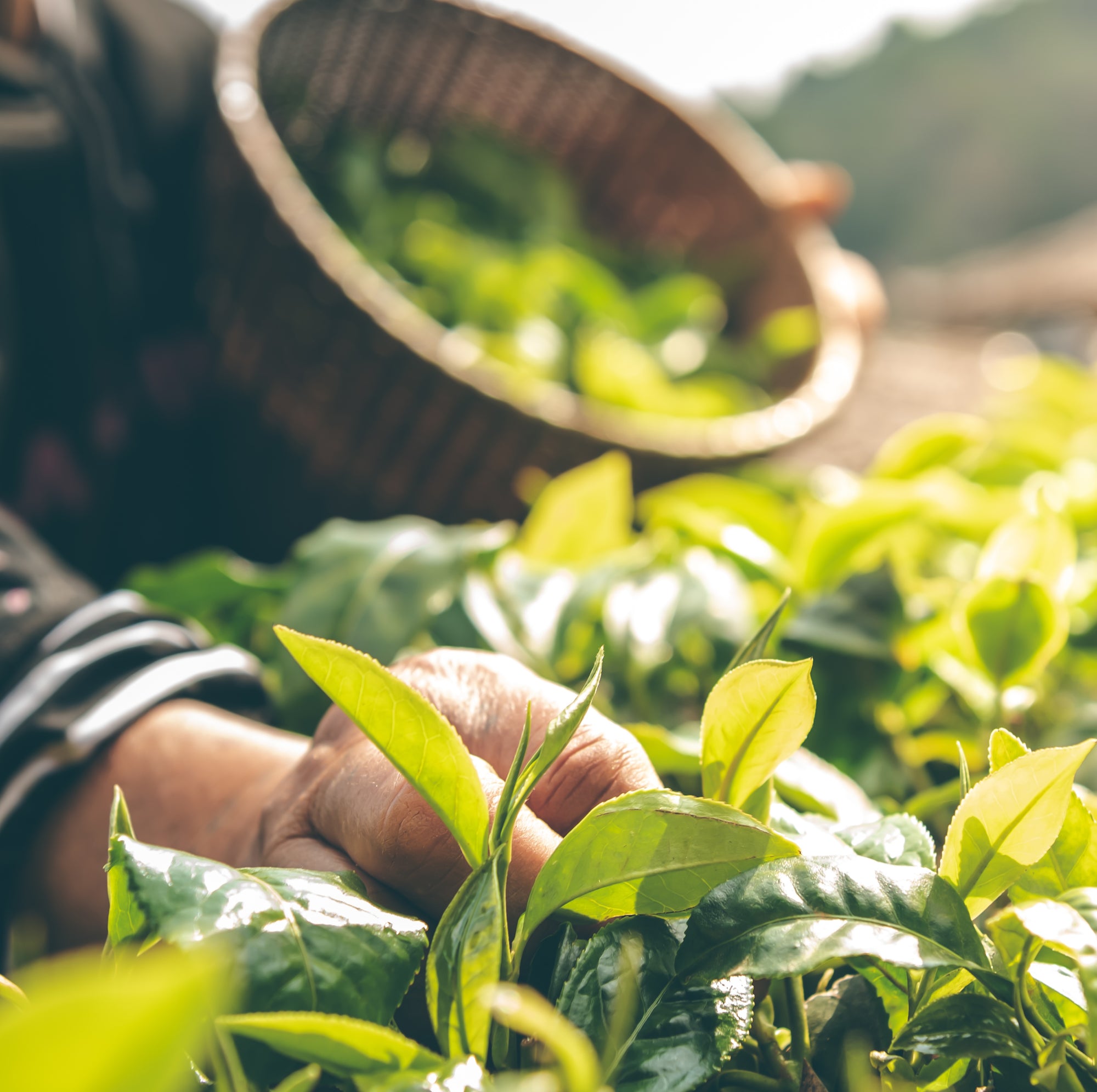 A close-up of a hand picking fresh leaves for Organic Decaf Green Tea from a vibrant green plant, with sunlight illuminating a woven basket in the background.