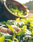 A close-up of a hand picking fresh leaves for Organic Decaf Green Tea from a vibrant green plant, with sunlight illuminating a woven basket in the background.