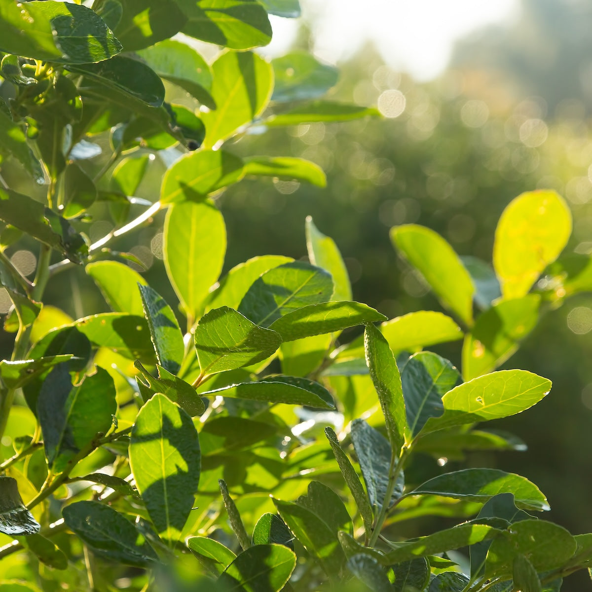 Close-up of sunlit green leaves on a bush, with some dew drops visible. The background is softly blurred, giving a peaceful and fresh ambiance to the image.