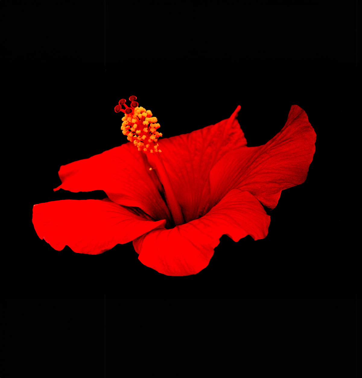 A vibrant red hibiscus flower is set against a solid black background. The petals are fully open, showcasing the prominent yellow-tipped red stigma extending from the center of the flower. The intense color of the flower contrasts starkly with the dark backdrop.