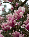 Magnolia