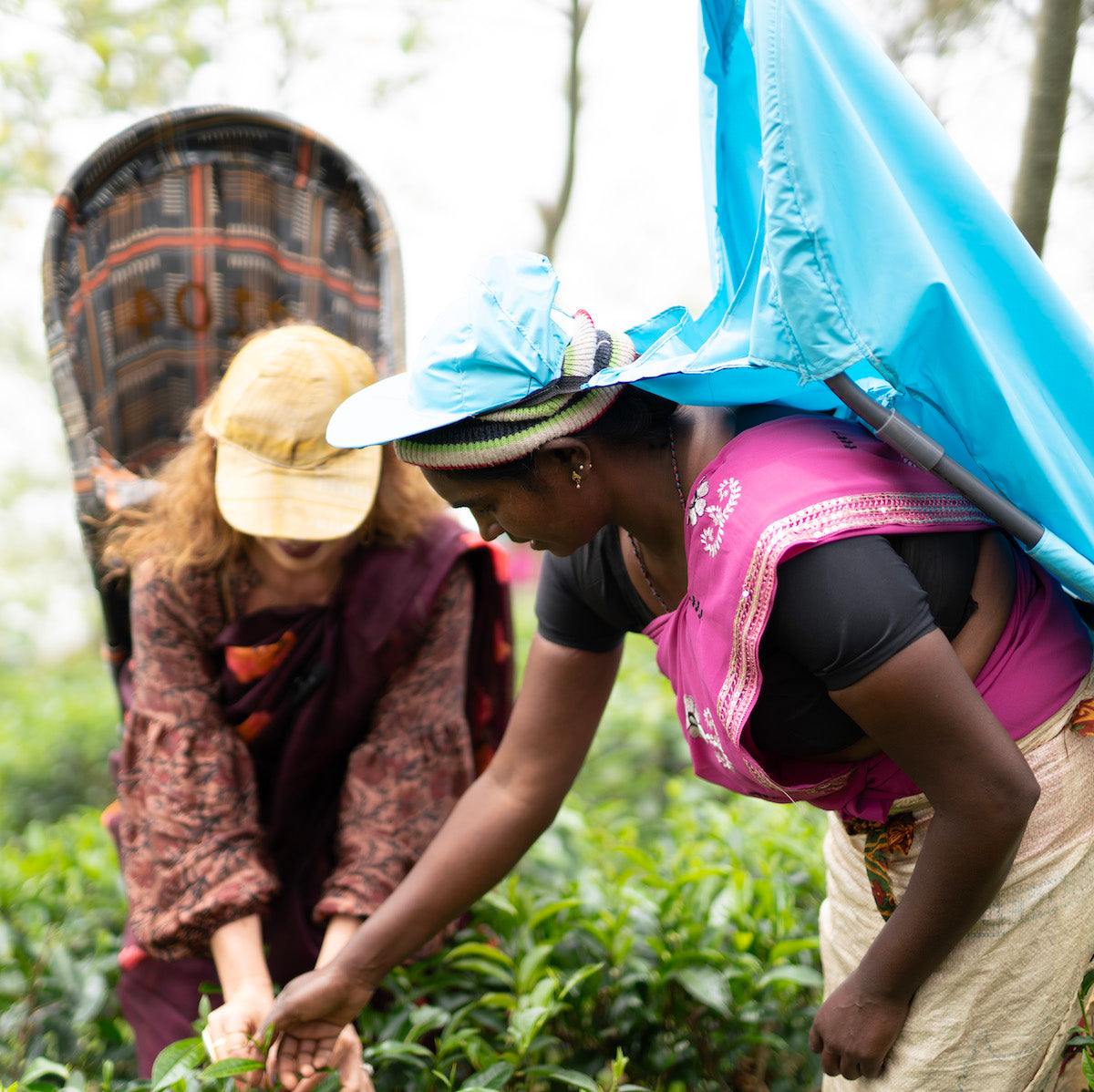 Biodynamic Tea Farm Biodynamic Handmade Rare Blink Bonnie Tea | Magic Hour