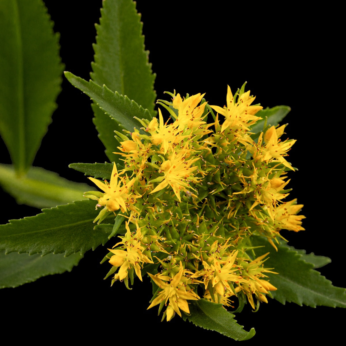 Close-up of a yellow flowering plant with small, densely clustered blossoms and serrated green leaves against a black background. The flowers have numerous narrow petals, giving them a star-like appearance. The foliage is elongated and pointed.